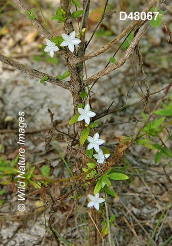 Havana Clustervine (Jacquemontia havanensis)